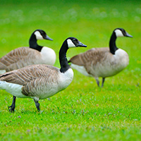 Canadian Geese