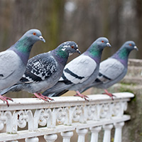 Pigeons