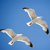 Seagulls